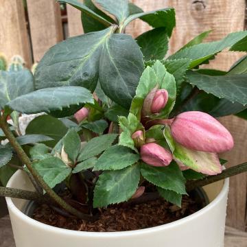 Helleborus SJ 'Julia'