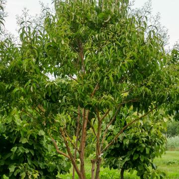 Heptacodium miconioides