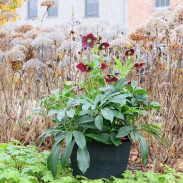 Helleborus or. 'Halina'