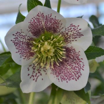 Helleborus or. 'Vanessa'