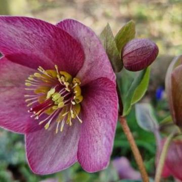 Helleborus SJ 'Rosanna'