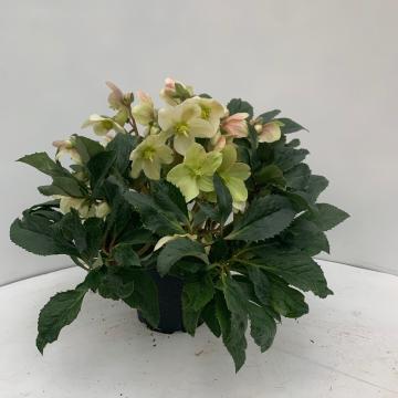 Helleborus 'Sarah'