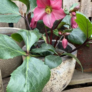 Helleborus 'Springrise Blush'