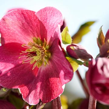 Helleborus 'Scarletta' 