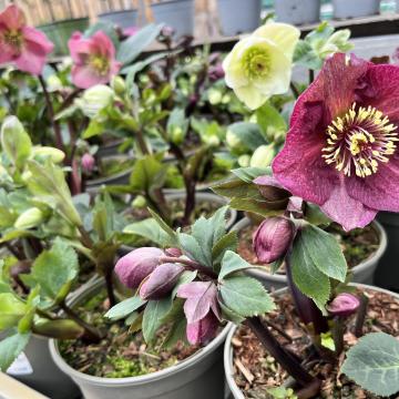 Helleborus 'Spring Jewel'