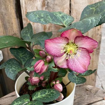 Helleborus 'Elemental'