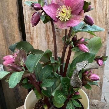 Helleborus 'Frostkiss Rhythm Pink'