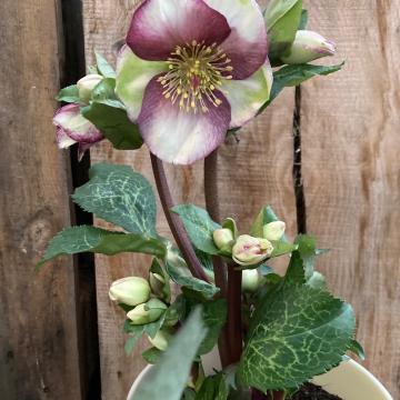 Helleborus 'Glenda's Gloss'