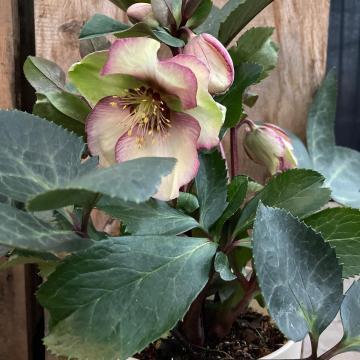 Helleborus 'Magico'