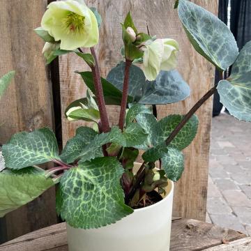 Helleborus 'Moondance'