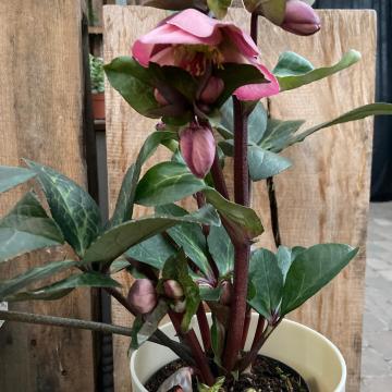 Helleborus 'Penny's Pink'