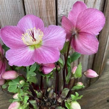 Helleborus 'Sifra xl'