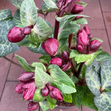 Helleborus 'Vibey Velvet'