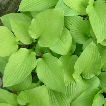 Hosta 'Zodiac'