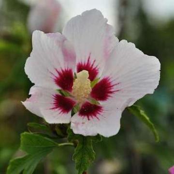 Hibiscus syriacus 'Red Heart'