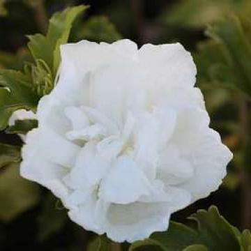 Hibiscus syriacus 'White Chiffon'