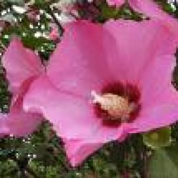 Hibiscus syriacus 'Woodbridge'