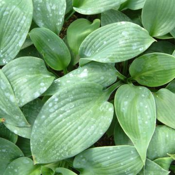 Hosta 'Blue Angel'