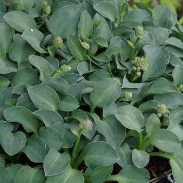 Hosta 'Blue Mouse Ears'