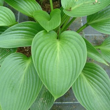 Hosta 'Devon Green'