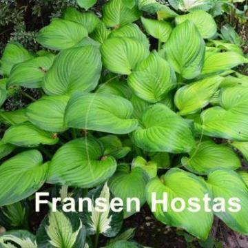 Hosta plantaginea 'Guacamole'