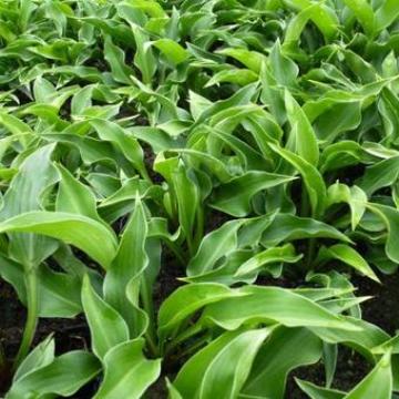 Hosta 'Harry Van Trier'