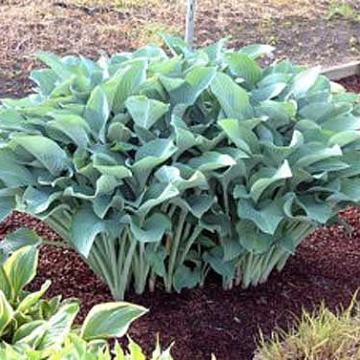 Hosta 'Krossa Regal'