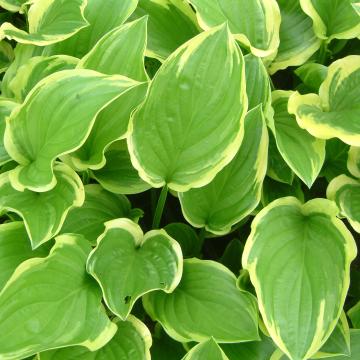 Hosta 'So Sweet'