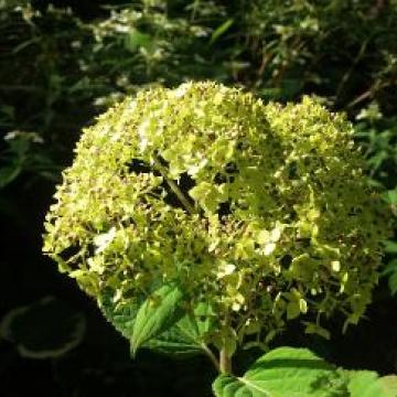 Hydrangea arborescens 'Lime Rickey'