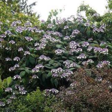 Hydrangea aspera 'Macrophylla'