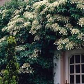 Hydrangea anomala 'Petiolaris'