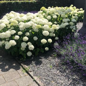 Hydrangea arborescens 'Strong Annabelle'