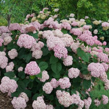Hydrangea arborescens 'Sweet Annabelle'