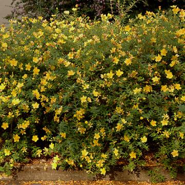 Hypericum 'Hidcote'