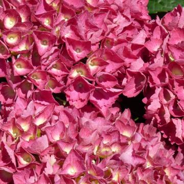 Hydrangea macrophylla 'Alpengluhen'
