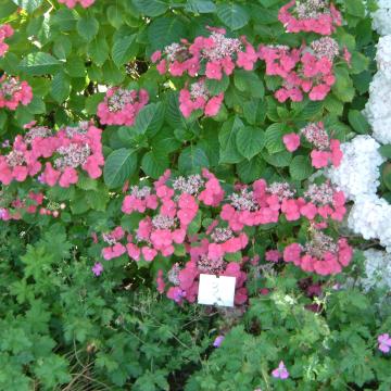 Hydrangea macrophylla 'Blaumeise' (teller blue)