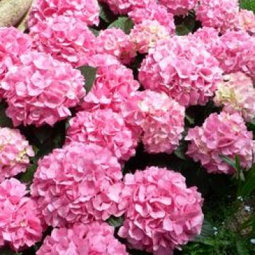 Hydrangea macrophylla 'Bouquet Rose'
