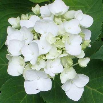 Hydrangea macr.endl.sum 'The Bride'
