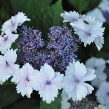 Hydrangea macrophylla 'Koria'