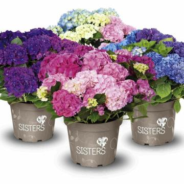 Hydrangea macr. MIX