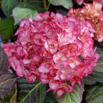 Hydrangea macrophylla 'Miss Saori You & Me'
