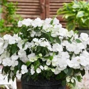 Hydrangea macrophylla 'Runaway Bride'