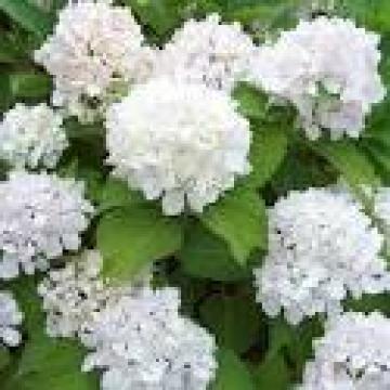 Hydrangea macrophylla 'Soeur Therese'