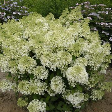 Hydrangea paniculata 'Bobo'