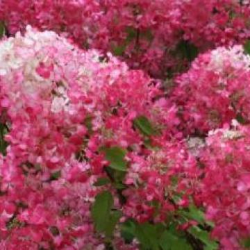 Hydrangea paniculata 'Diamant Rouge' ®