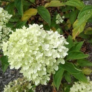 Hydrangea paniculata 'Limelight'