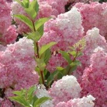 Hydrangea paniculata 'Sundae Fraise'