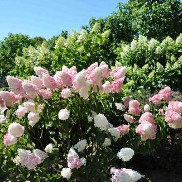 Hydrangea paniculata 'Vanille Fraise'
