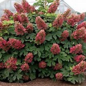 Hydrangea paniculata 'Wim's Red'