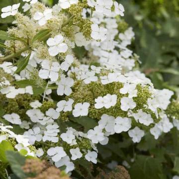 Hydrangea quercifolia 'Ice Crystal'
